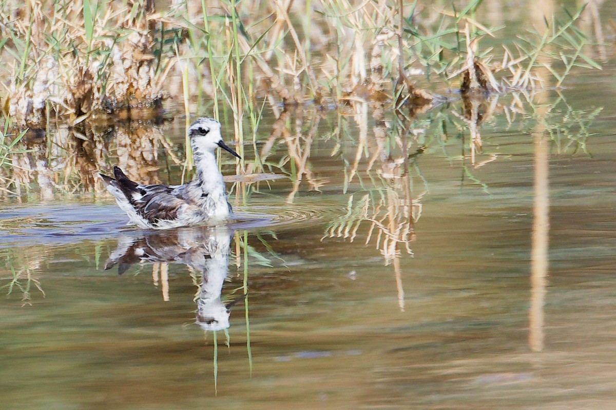 Плавунець круглодзьобий - ML645151012