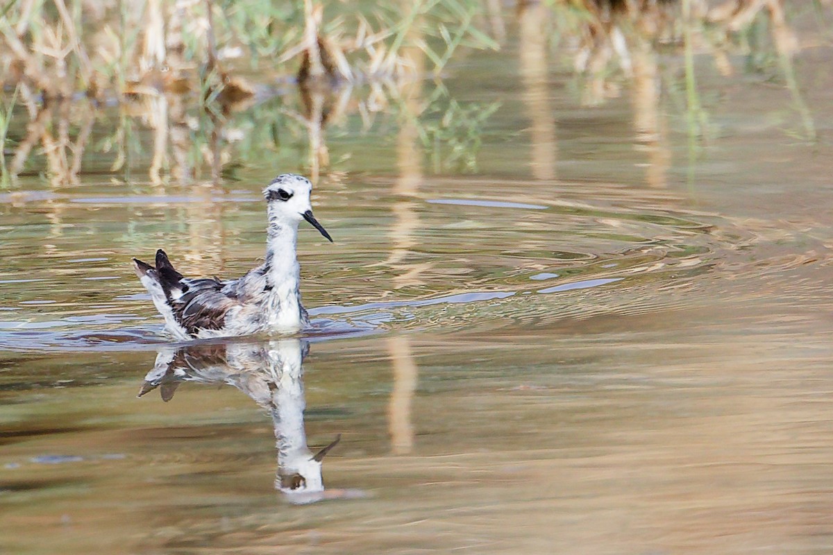 Плавунець круглодзьобий - ML645151015