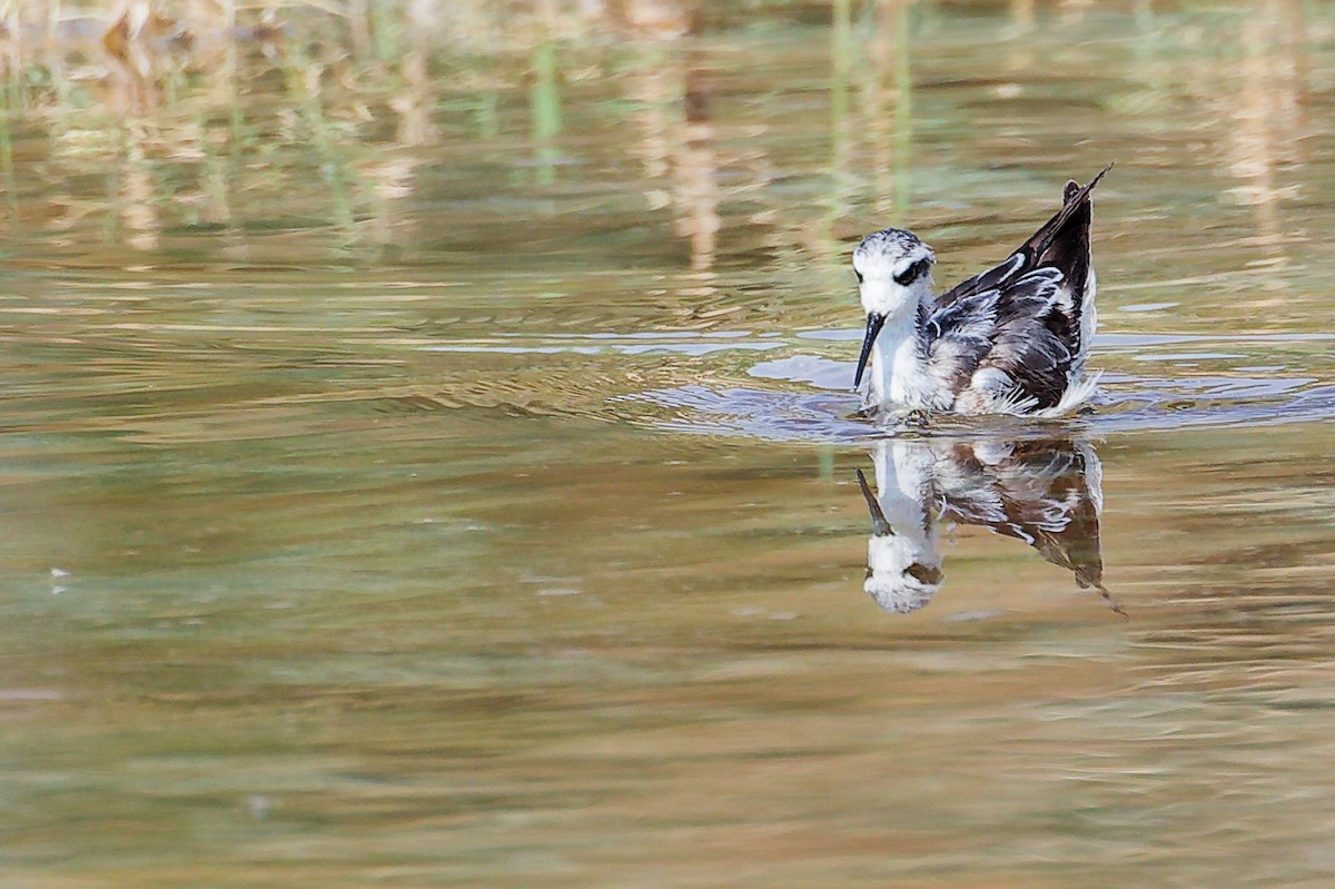 Плавунець круглодзьобий - ML645151016