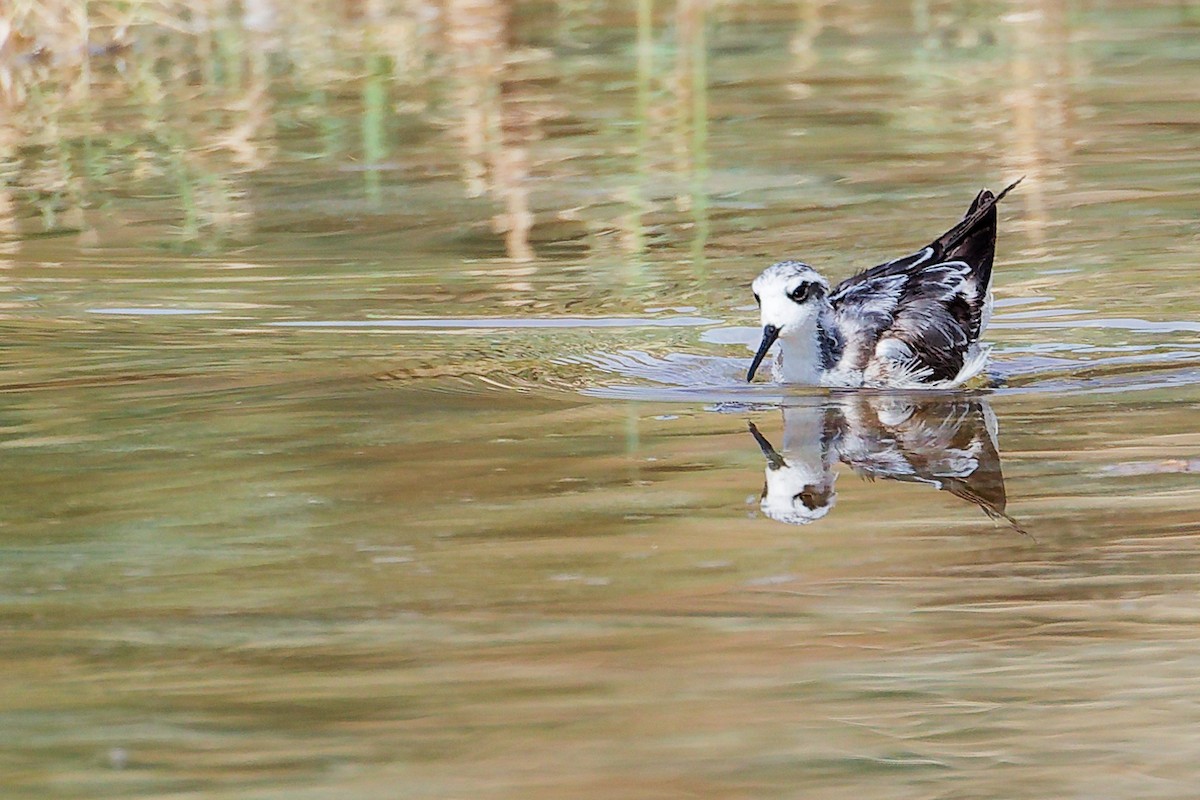 Плавунець круглодзьобий - ML645151017