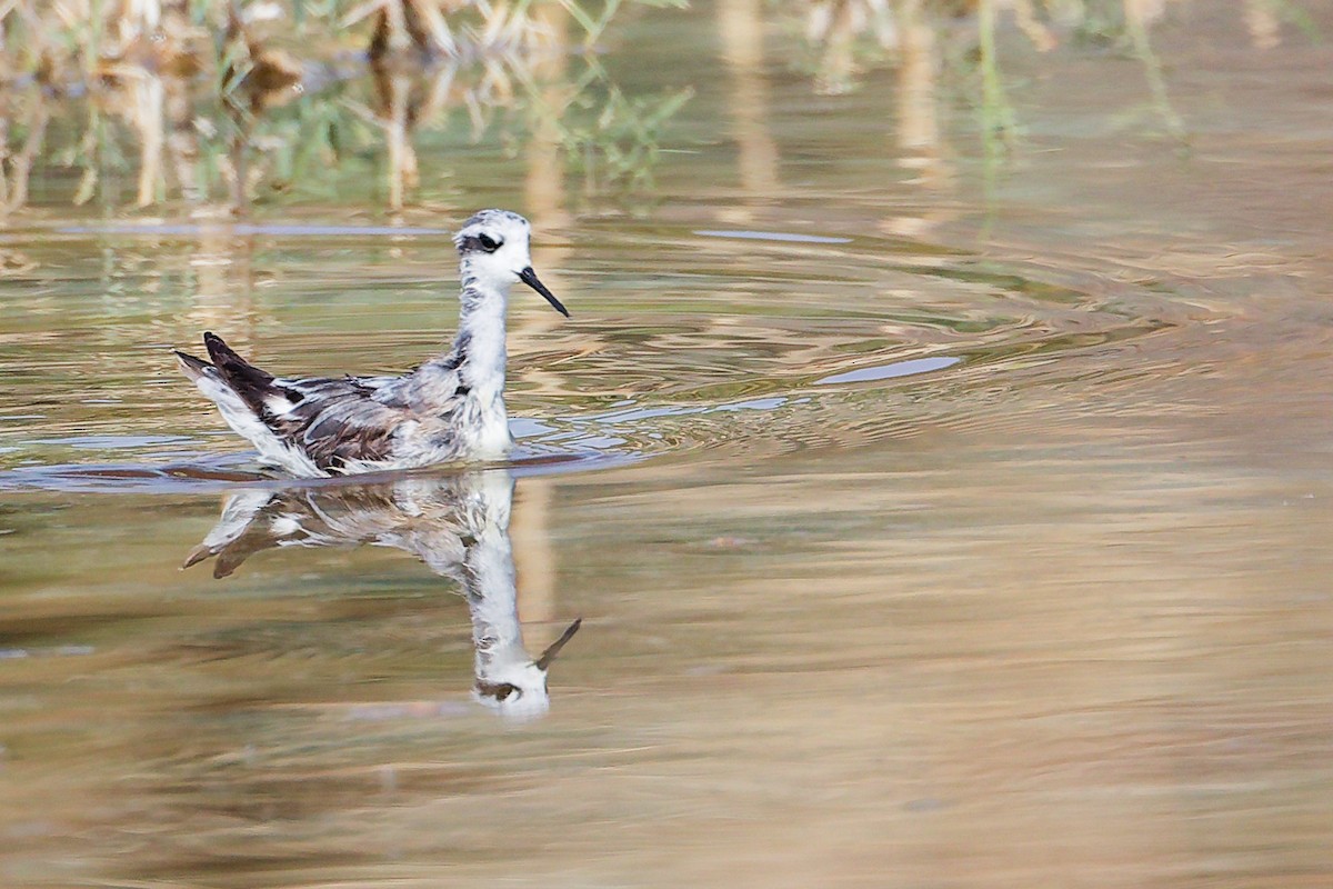 Плавунець круглодзьобий - ML645151018