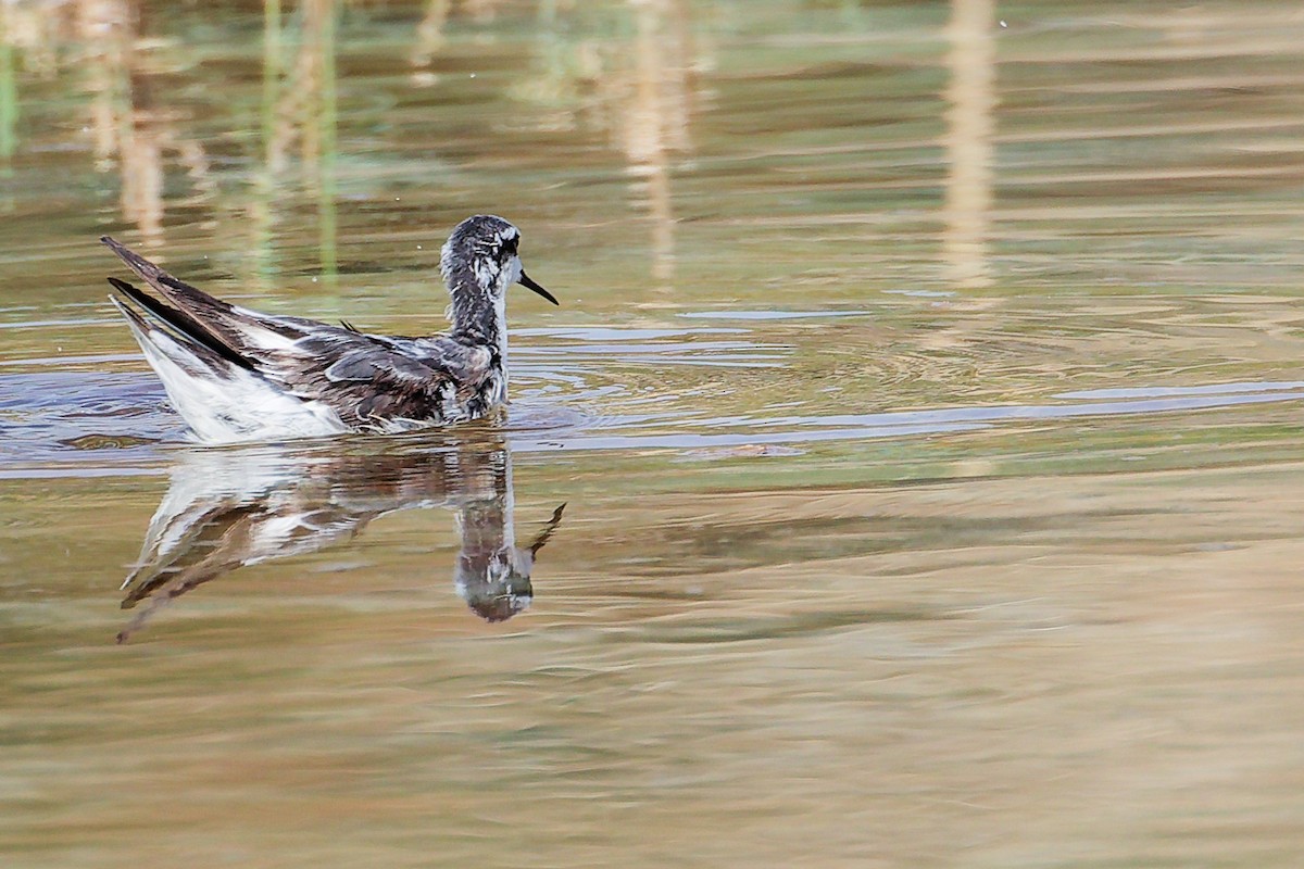 Плавунець круглодзьобий - ML645151019