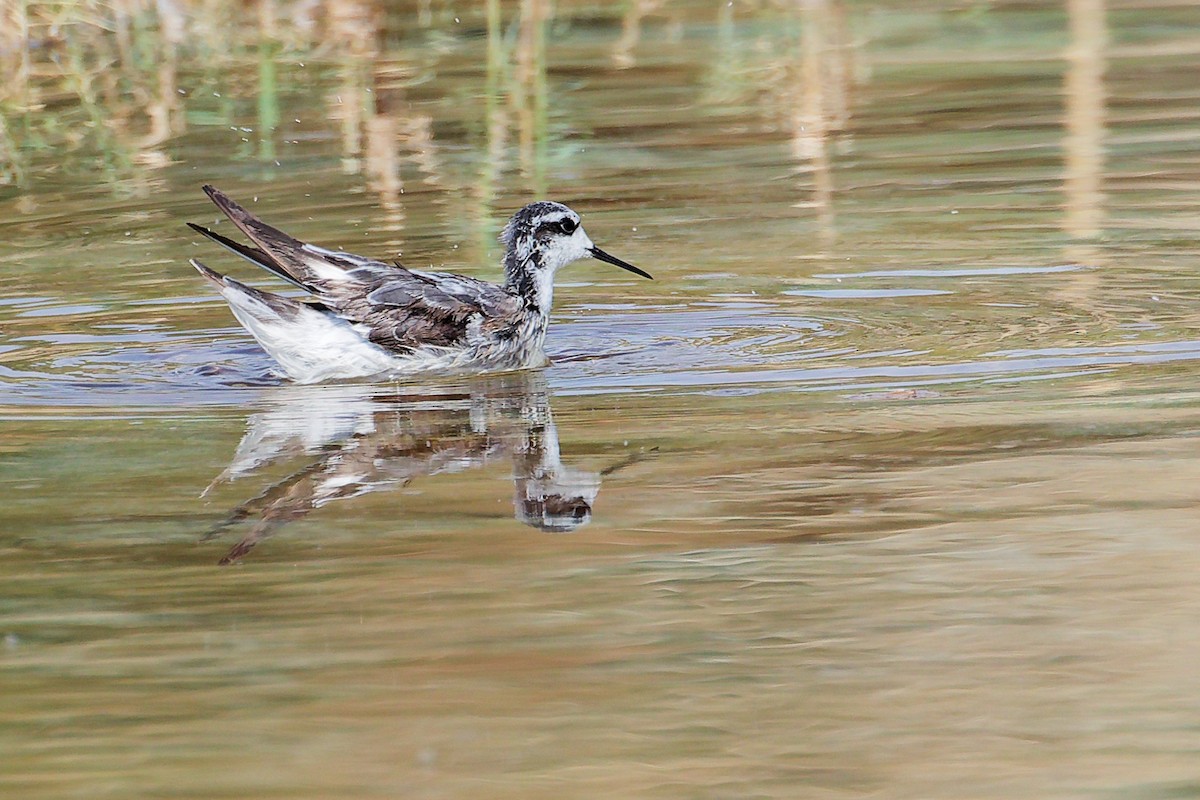 Плавунець круглодзьобий - ML645151020