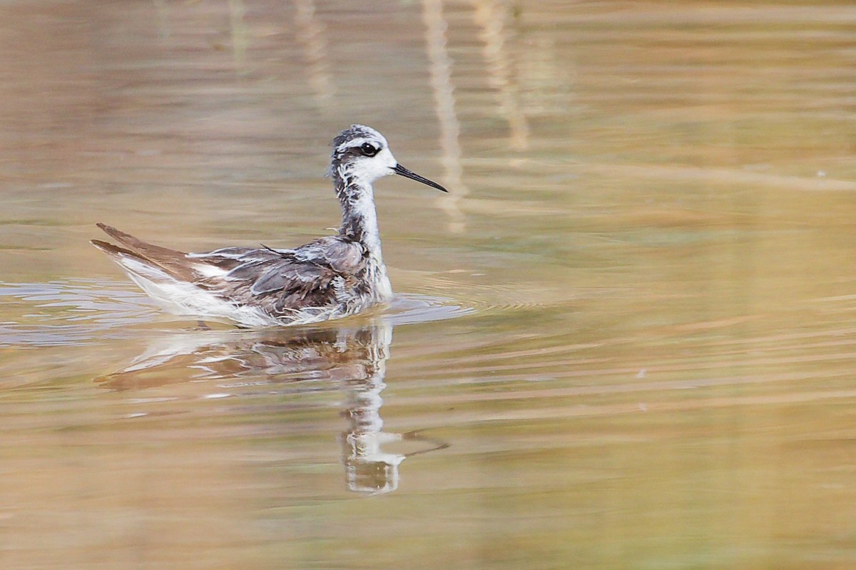 Плавунець круглодзьобий - ML645151024