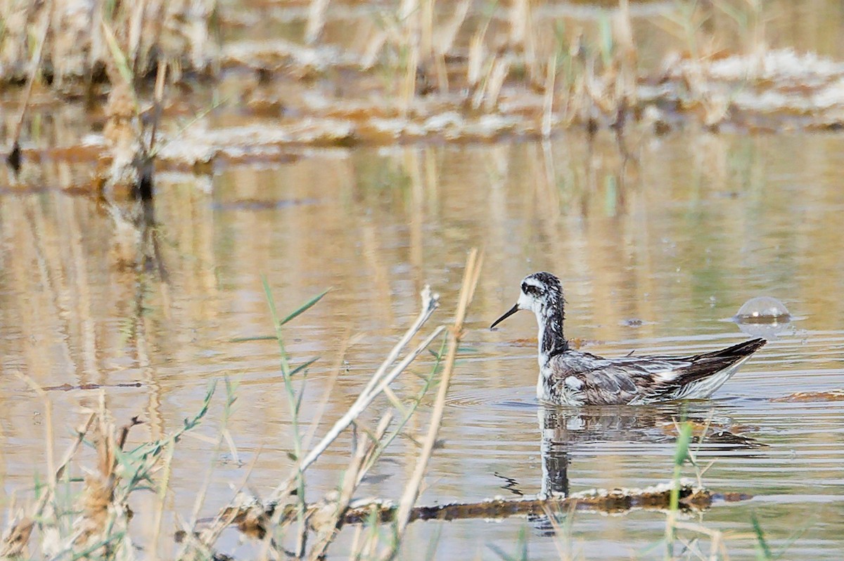 Плавунець круглодзьобий - ML645151026