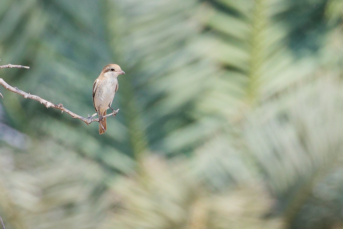 Isabellwürger - ML645151036