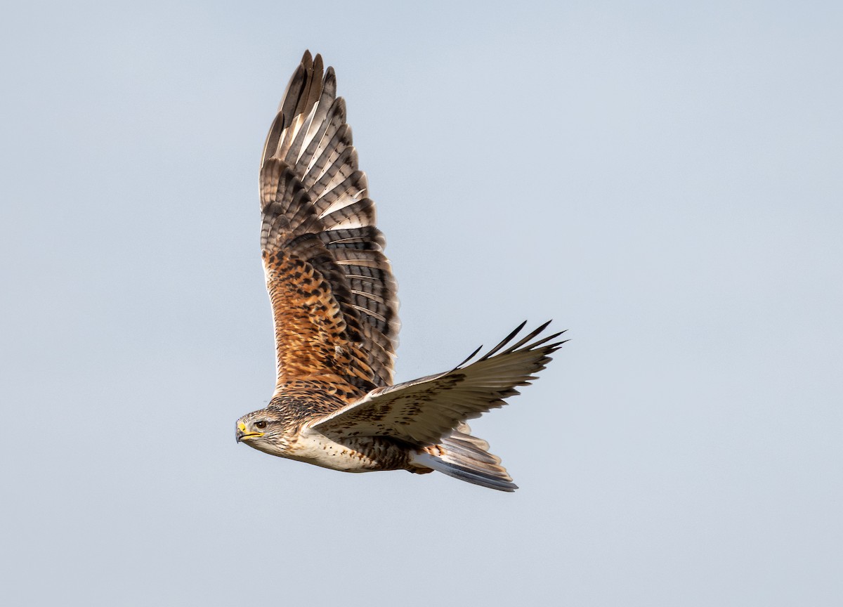 Ferruginous Hawk - ML645151069