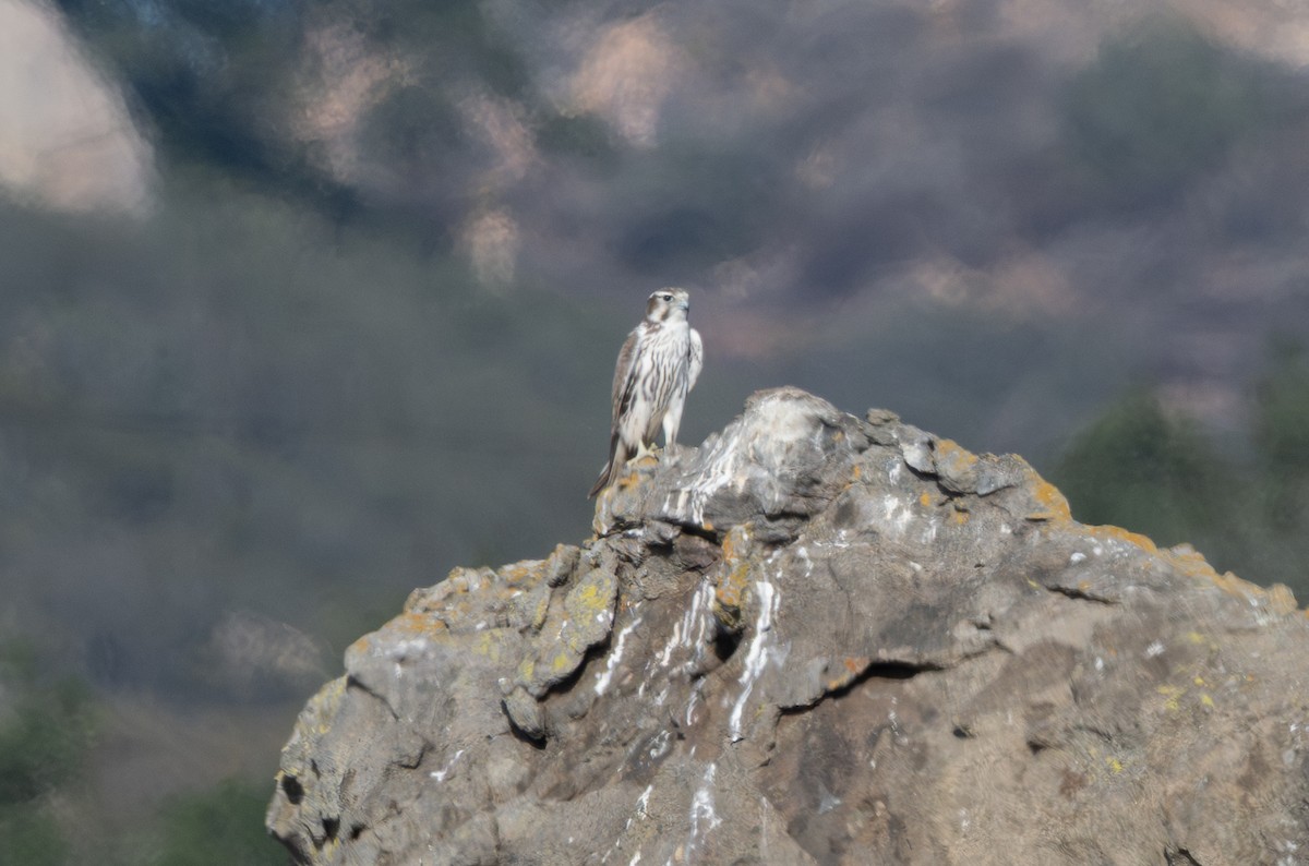 Prairie Falcon - ML645151078