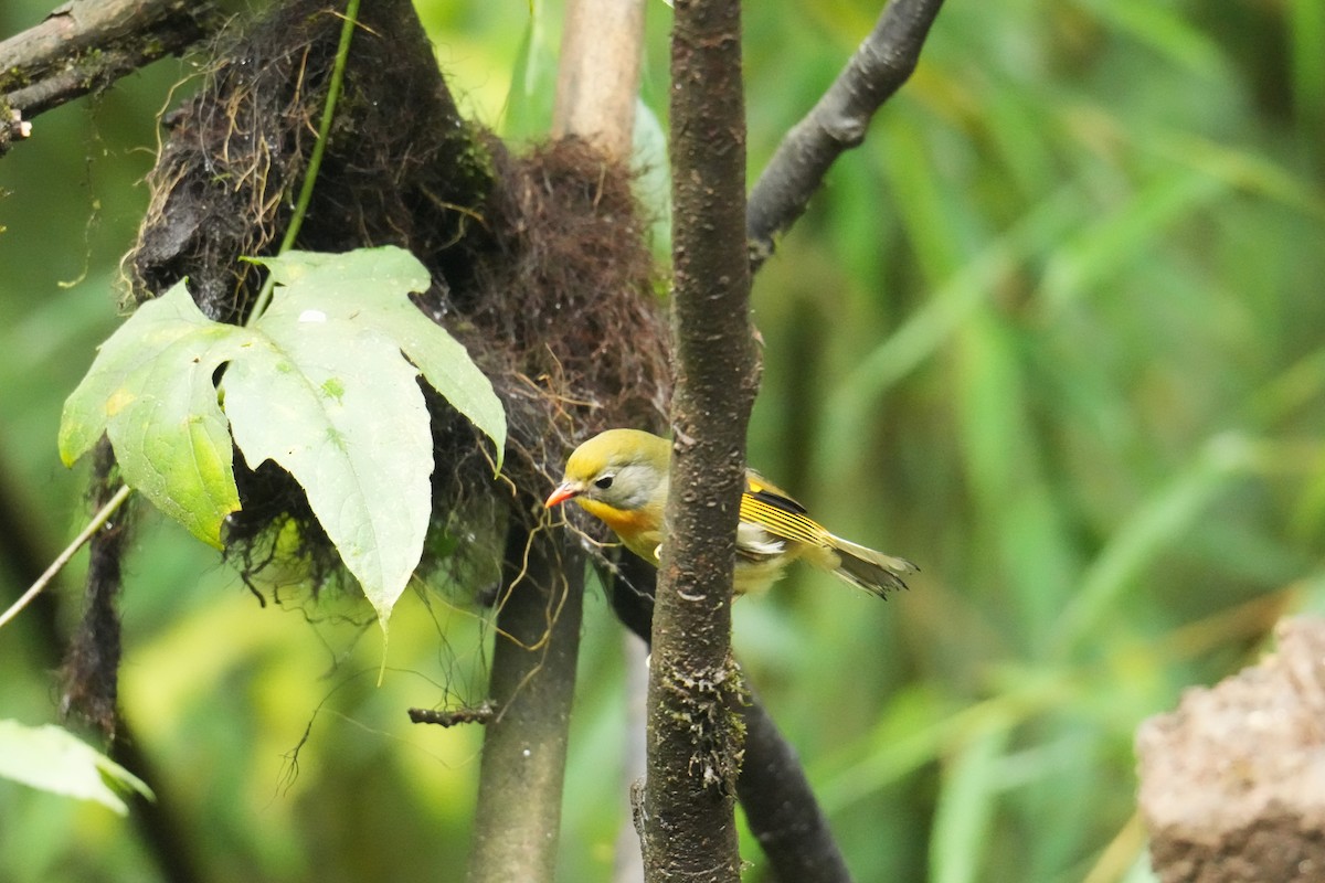 Red-billed Leiothrix - ML645151086