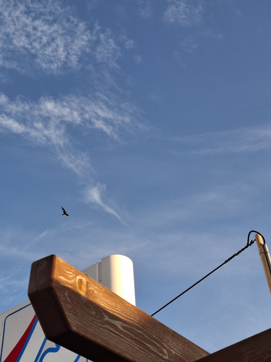 Peregrine Falcon - ML645151091