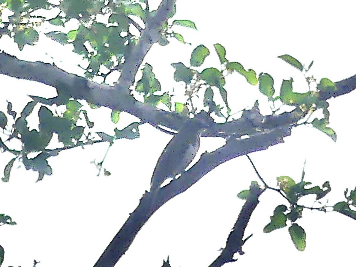 Petit Indicateur (groupe minor) - ML645151094