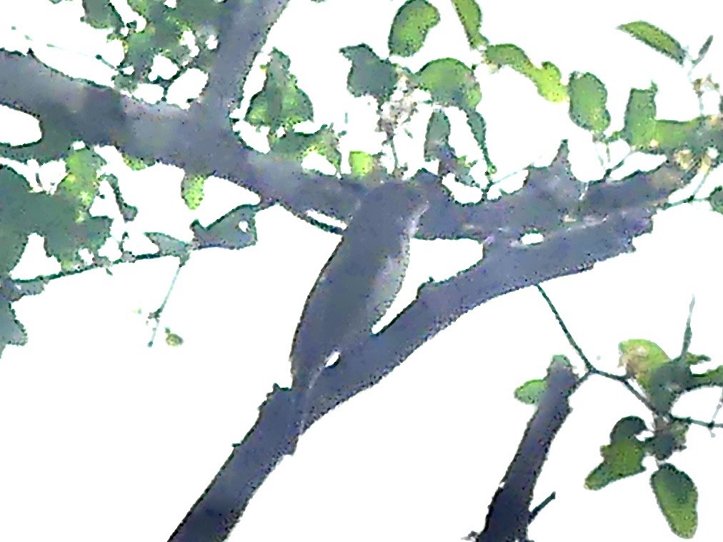 Petit Indicateur (groupe minor) - ML645151095