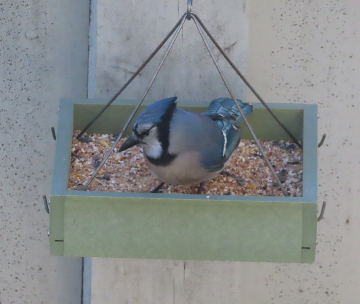 Blue Jay - ML645151100