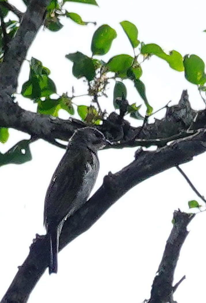 Petit Indicateur (groupe minor) - ML645151105