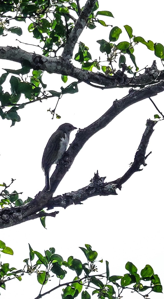 Petit Indicateur (groupe minor) - ML645151106