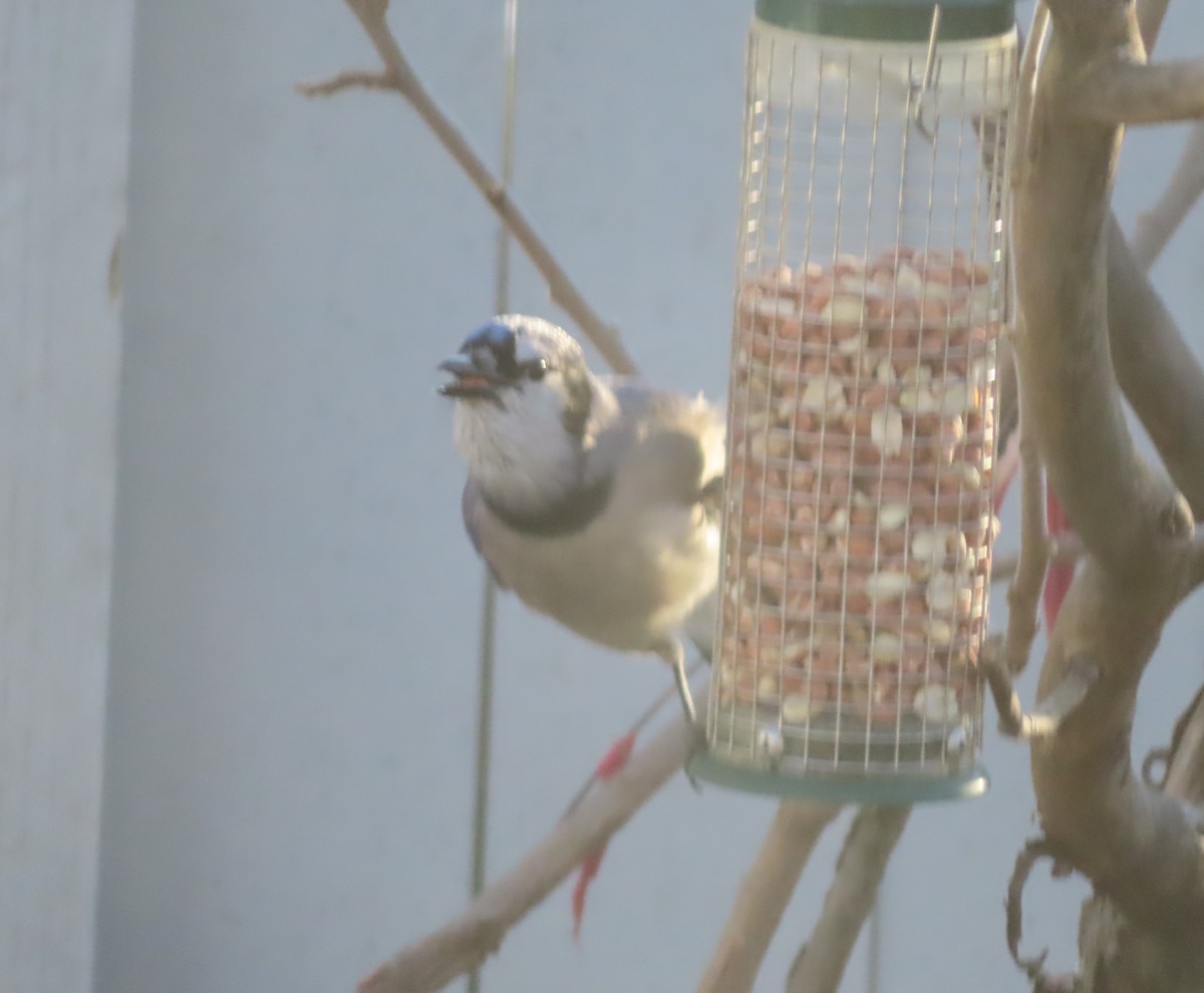 Blue Jay - ML645151112