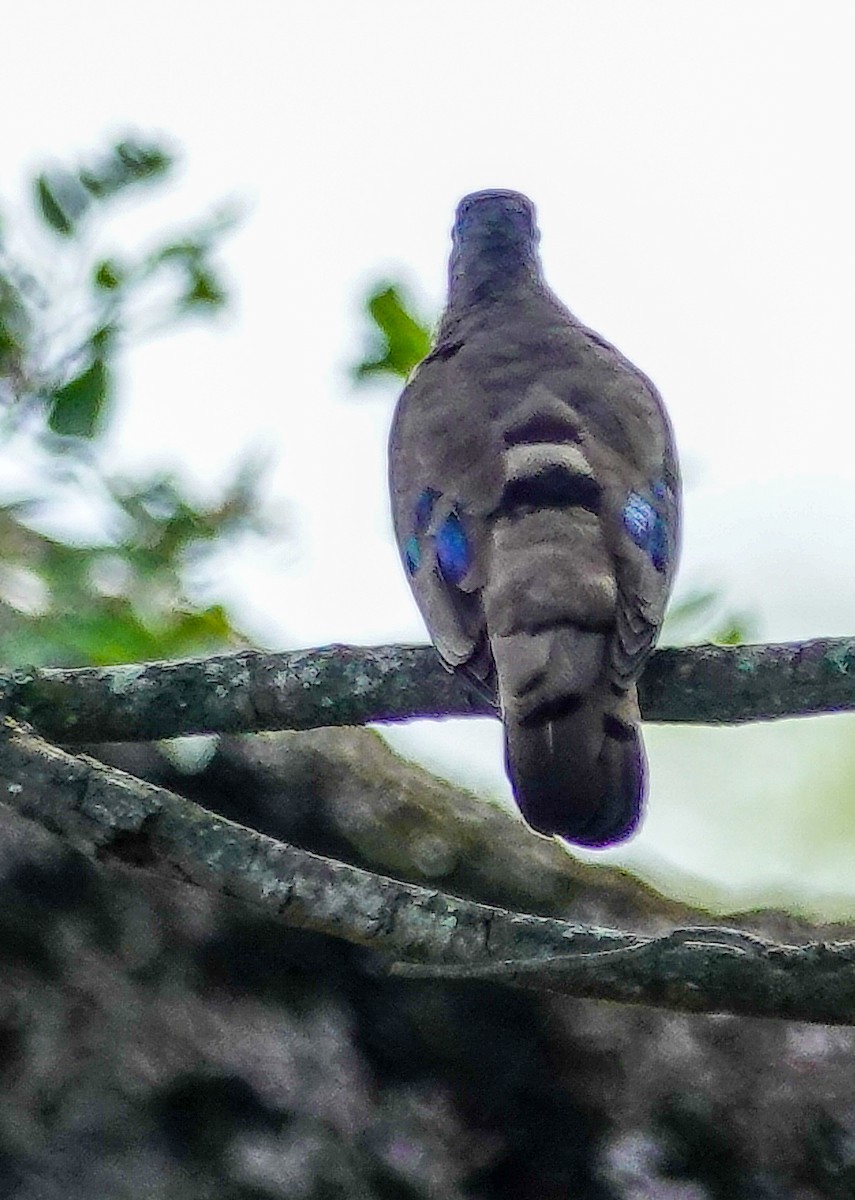 Palomita Aliverde - ML645151120