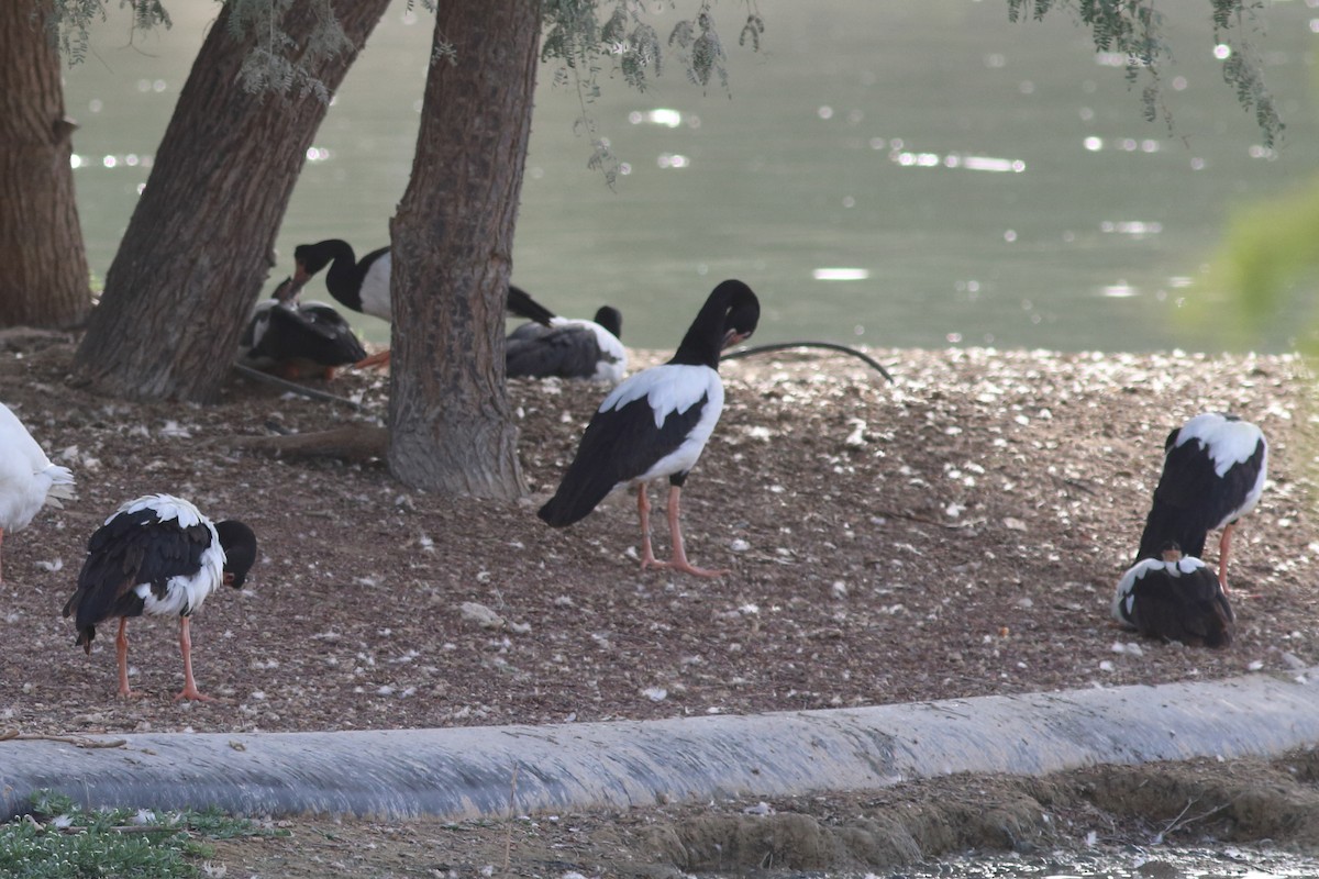 Magpie Goose - ML645151147