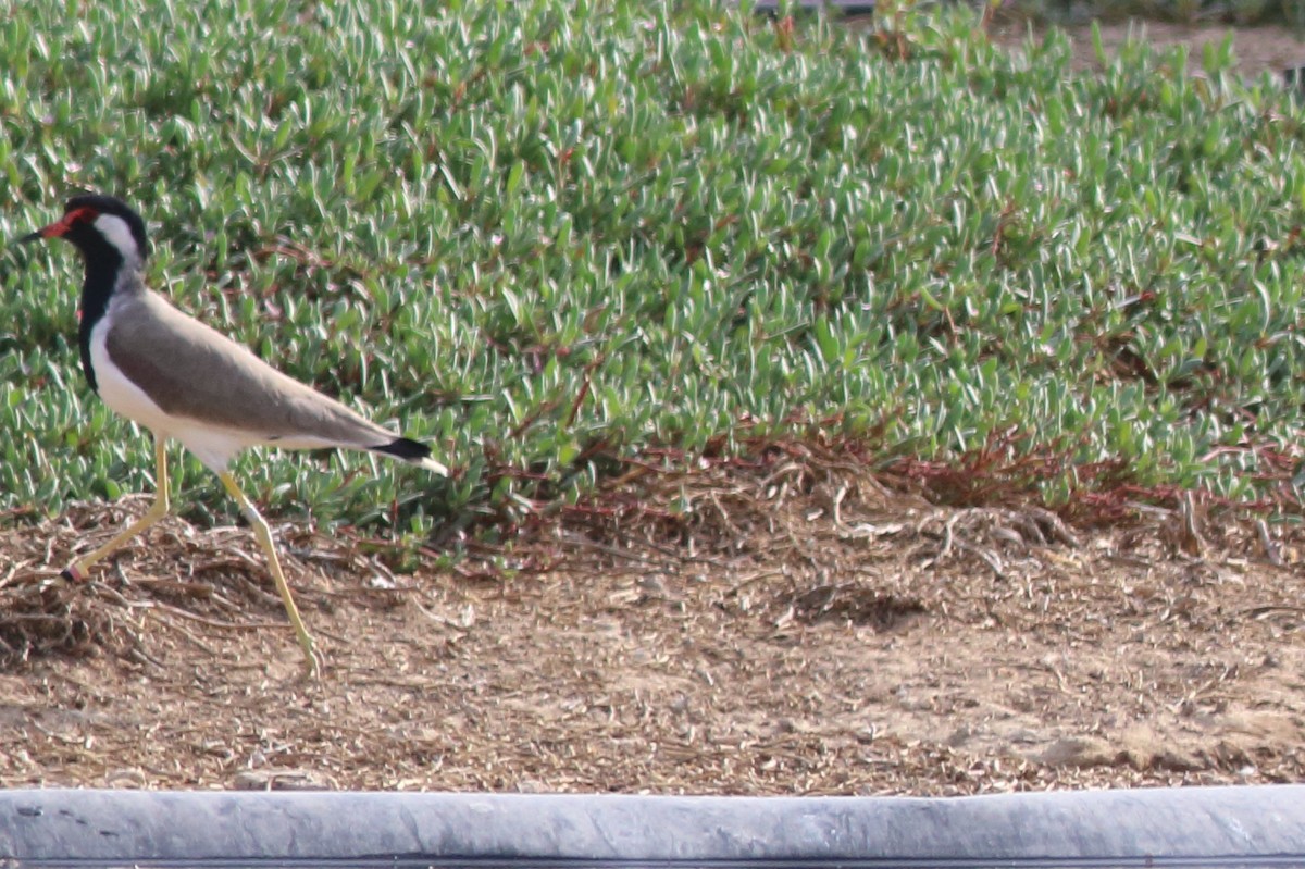 Red-wattled Lapwing - ML645151150
