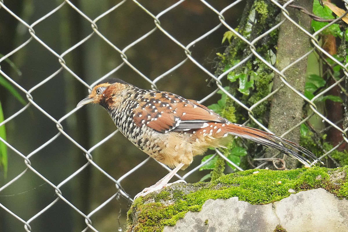 Spotted Laughingthrush - ML645151158