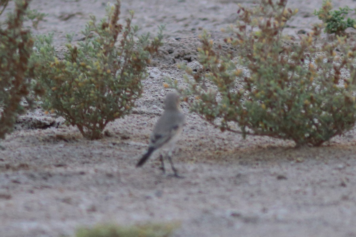 Isabelline Wheatear - ML645151162