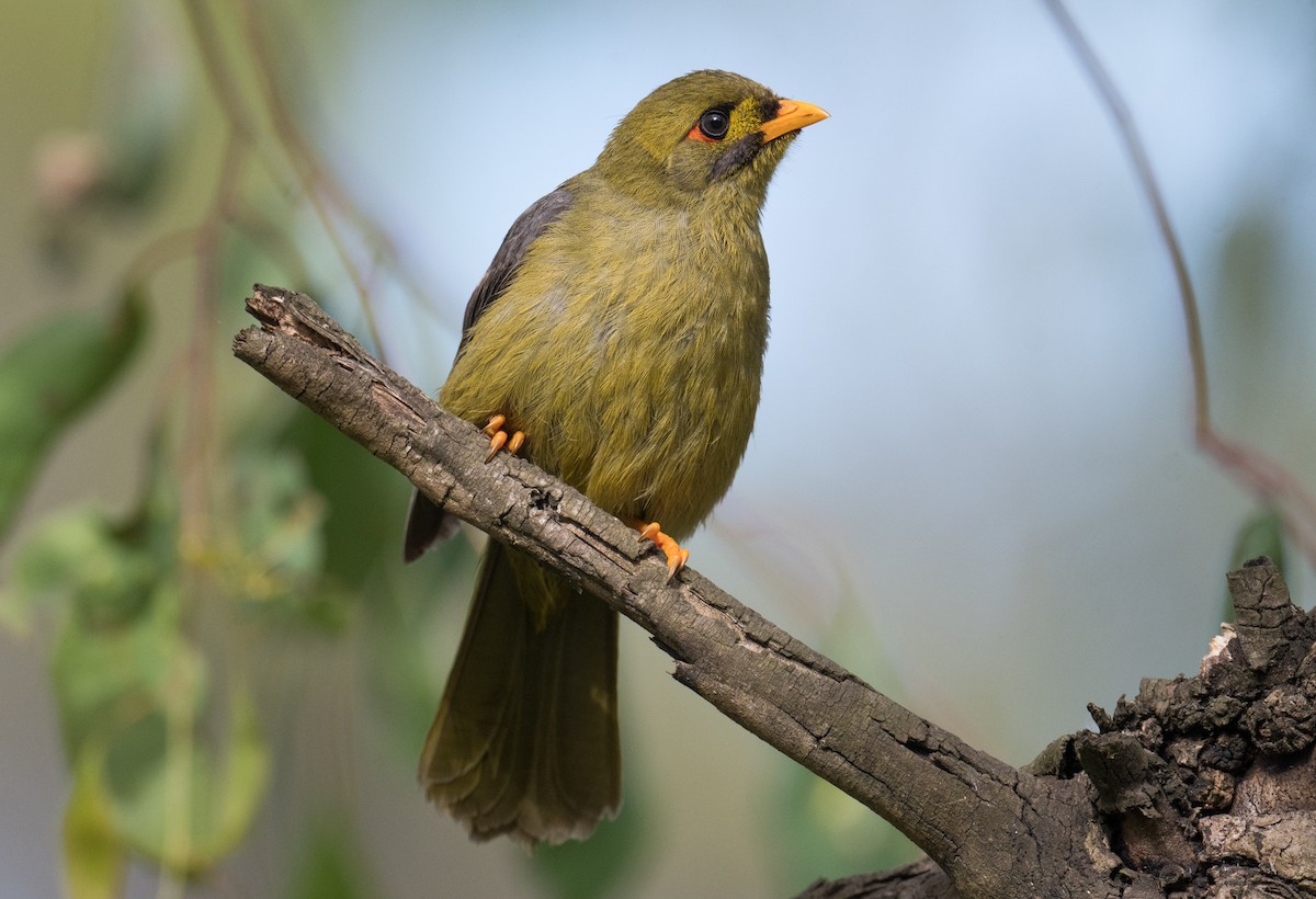 Glockenhonigfresser - ML645151177