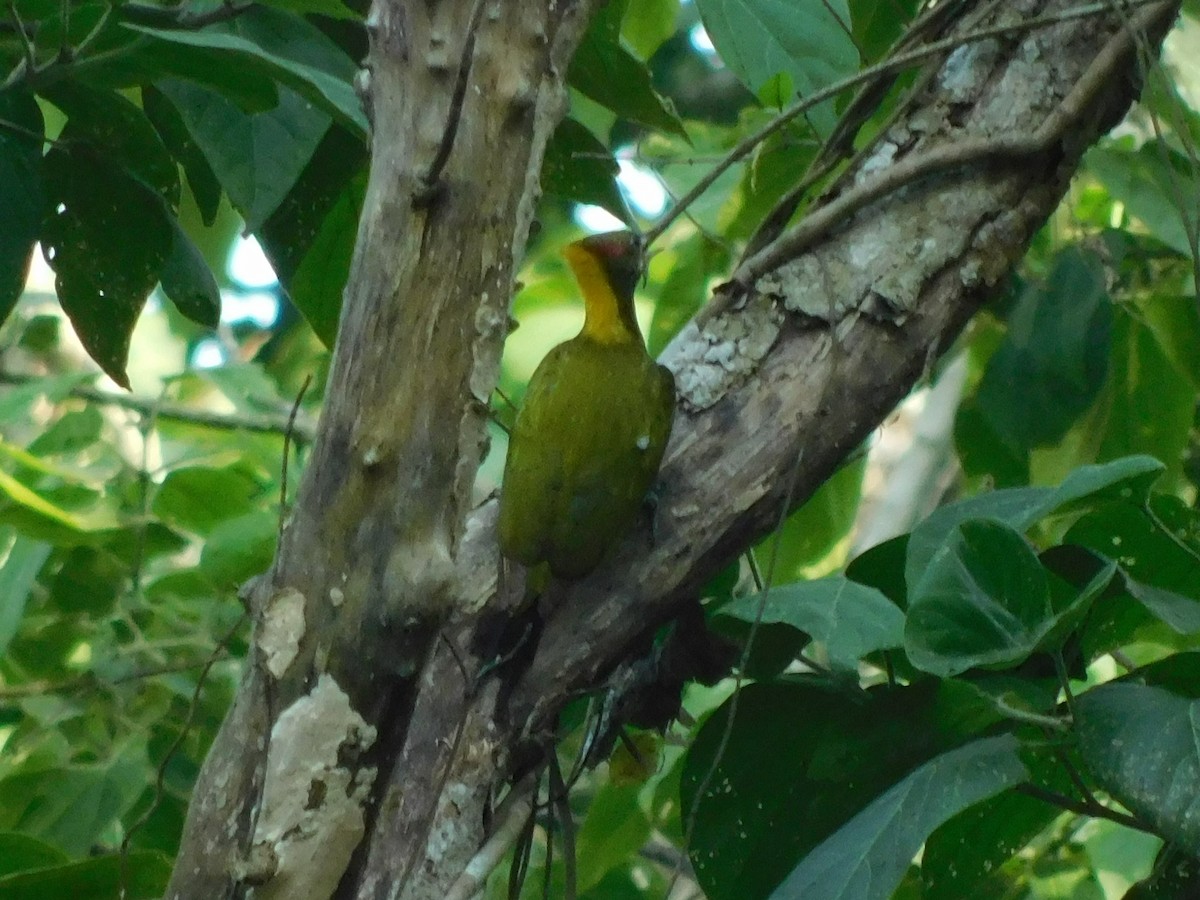 ildnakkespett - ML645151178