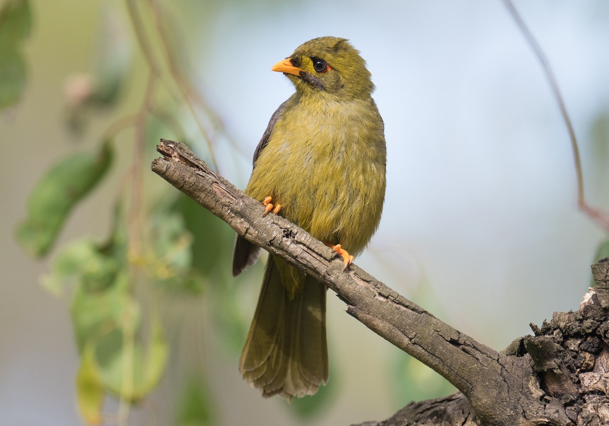 Glockenhonigfresser - ML645151182