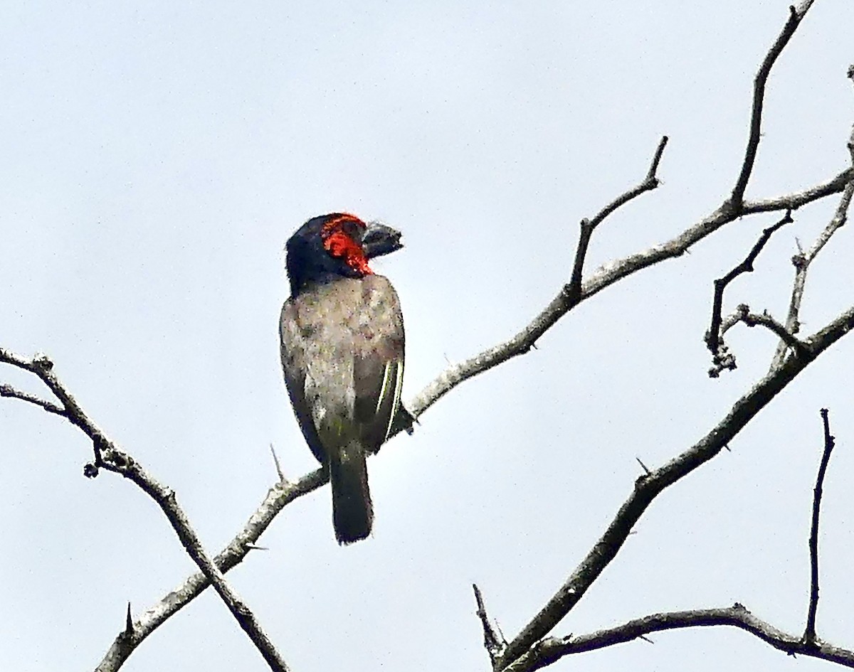 Black-collared Barbet - ML645151196