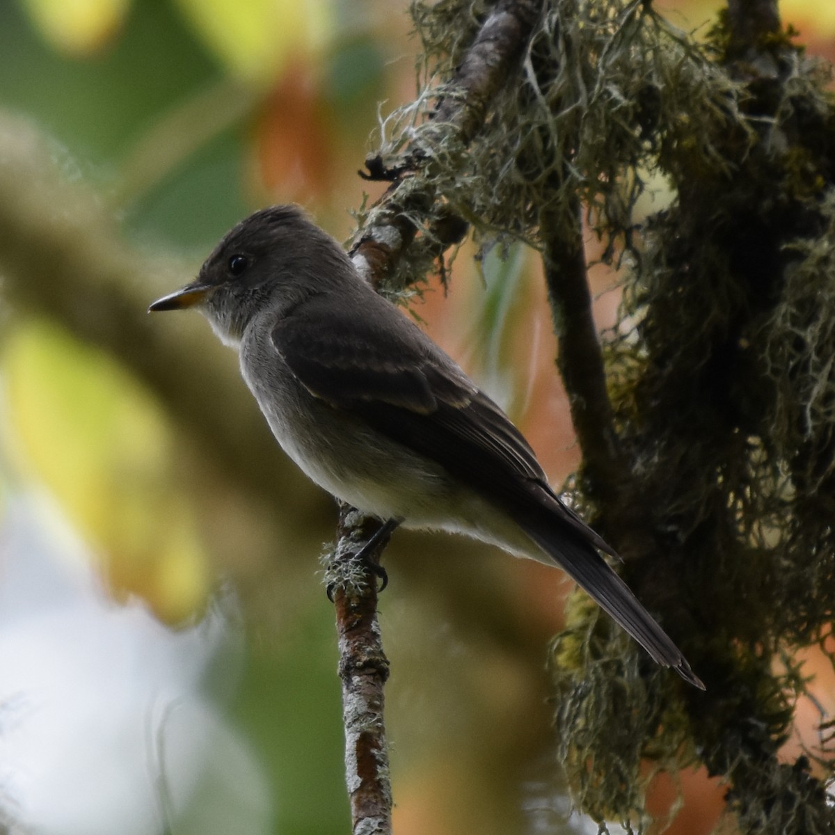 Western Wood-Pewee - ML645151205