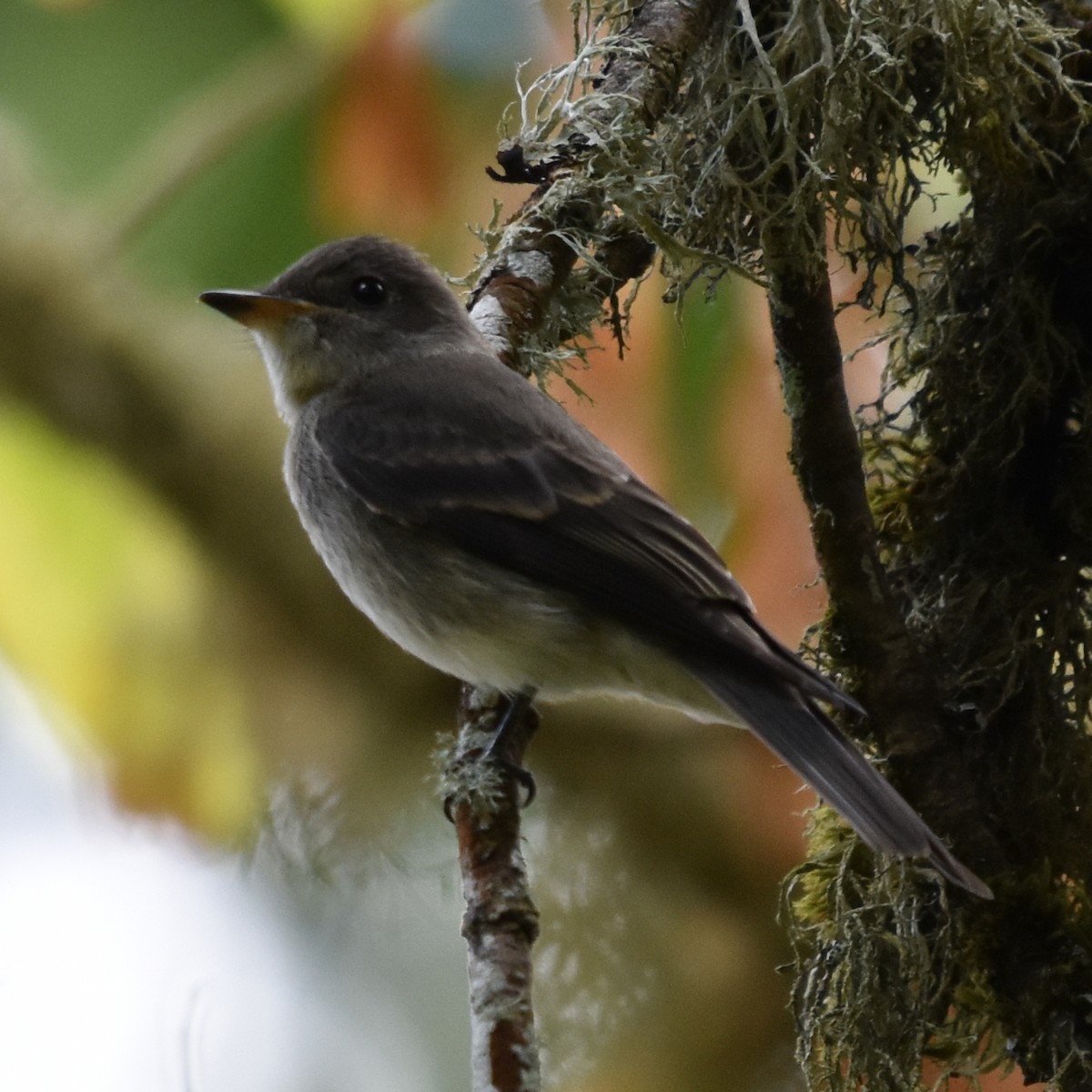 Western Wood-Pewee - ML645151207