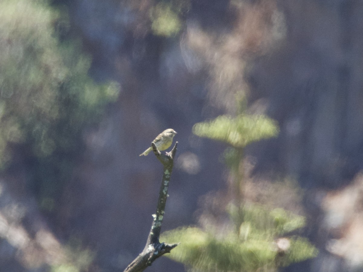 Island Canary - ML645151210