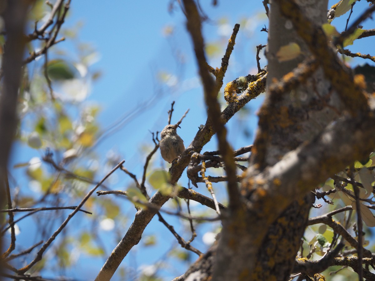 Canary Islands Chiffchaff - ML645151214