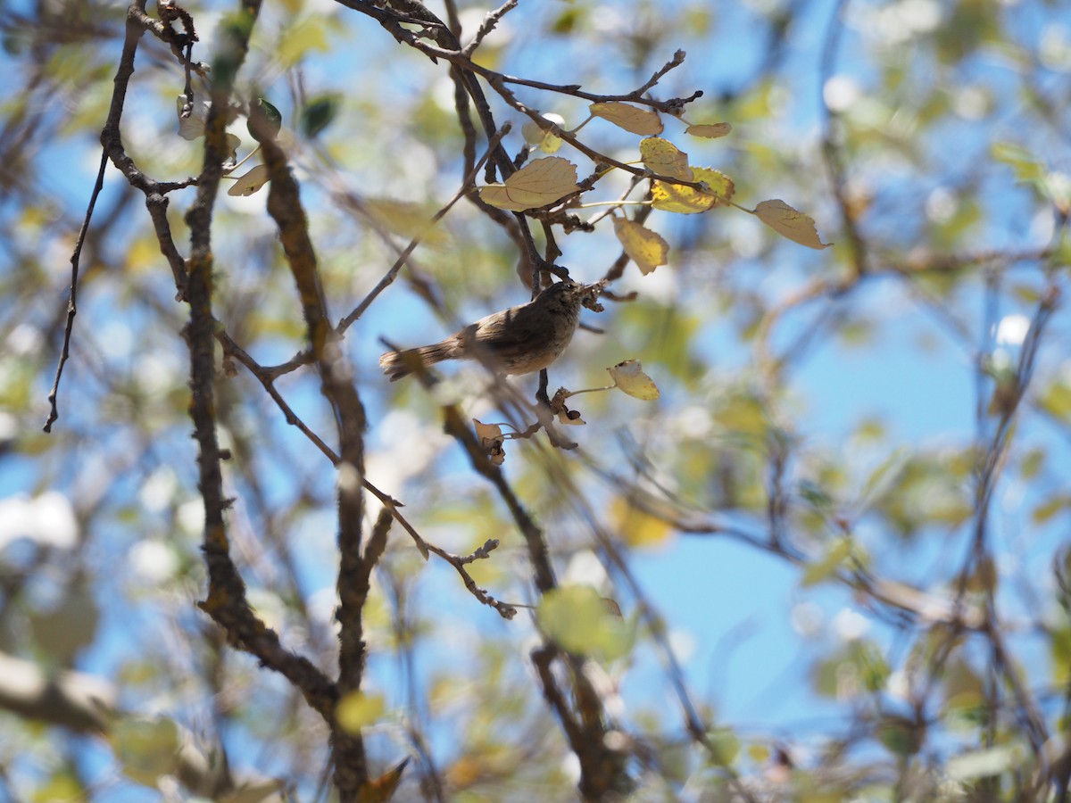 Canary Islands Chiffchaff - ML645151216