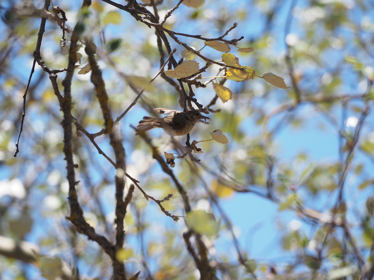 Canary Islands Chiffchaff - ML645151217