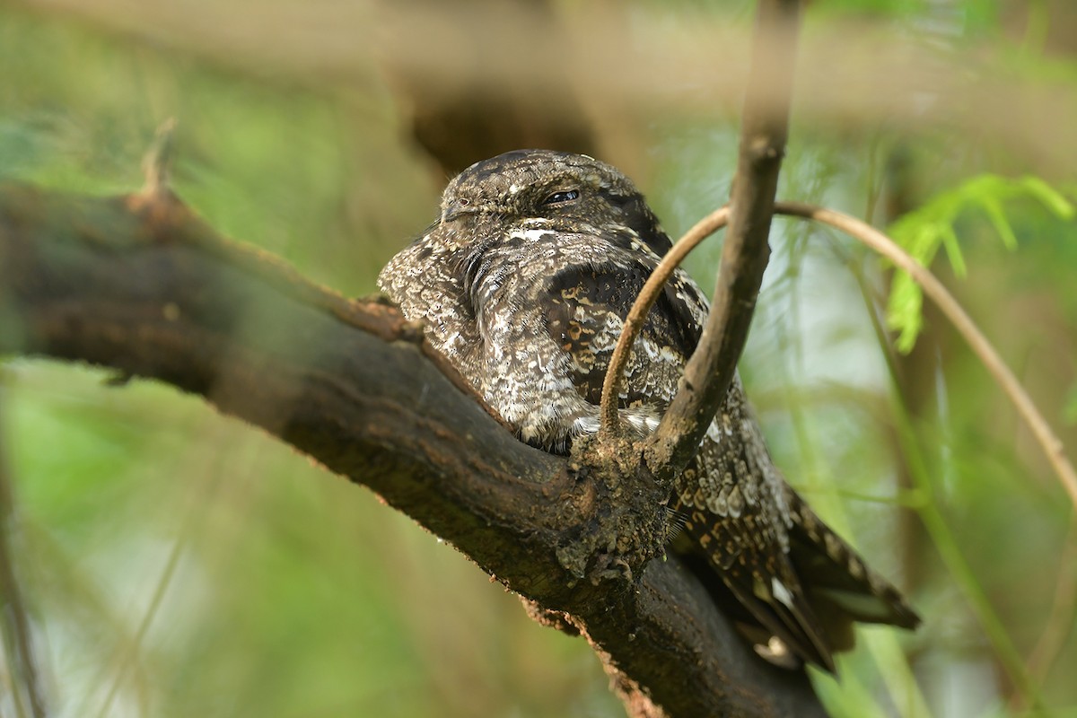 Gray Nightjar - ML645151226
