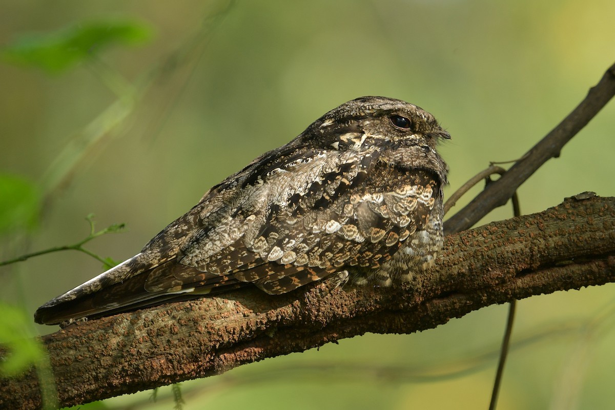 Gray Nightjar - ML645151227