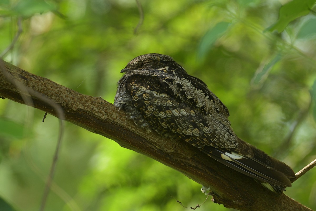Gray Nightjar - ML645151228