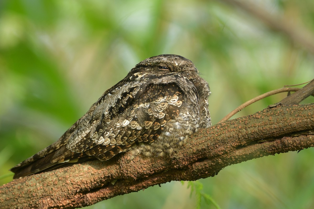 Gray Nightjar - ML645151229