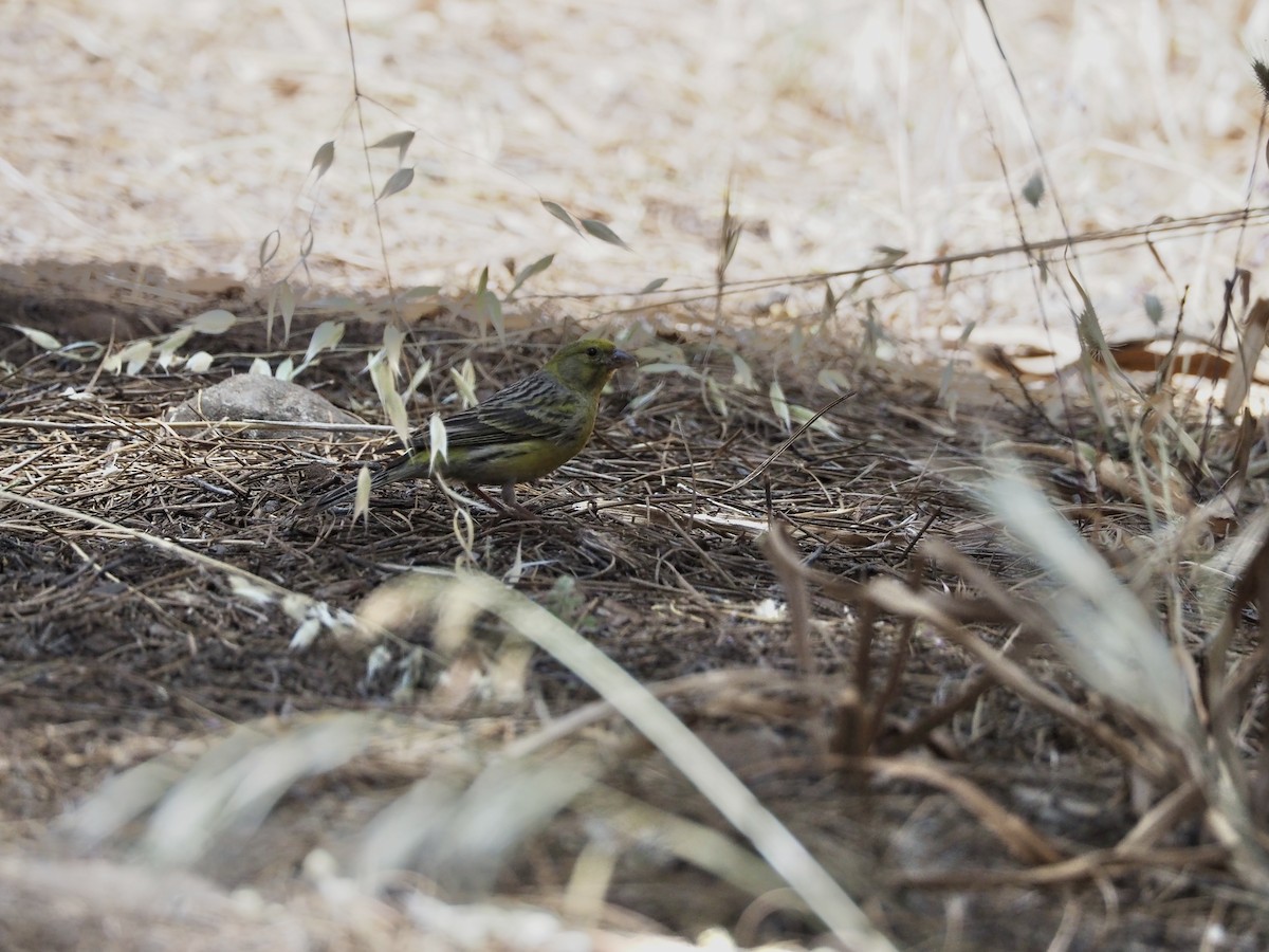 Island Canary - ML645151253