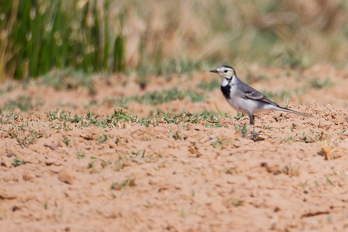 Lavandera Blanca - ML645151256