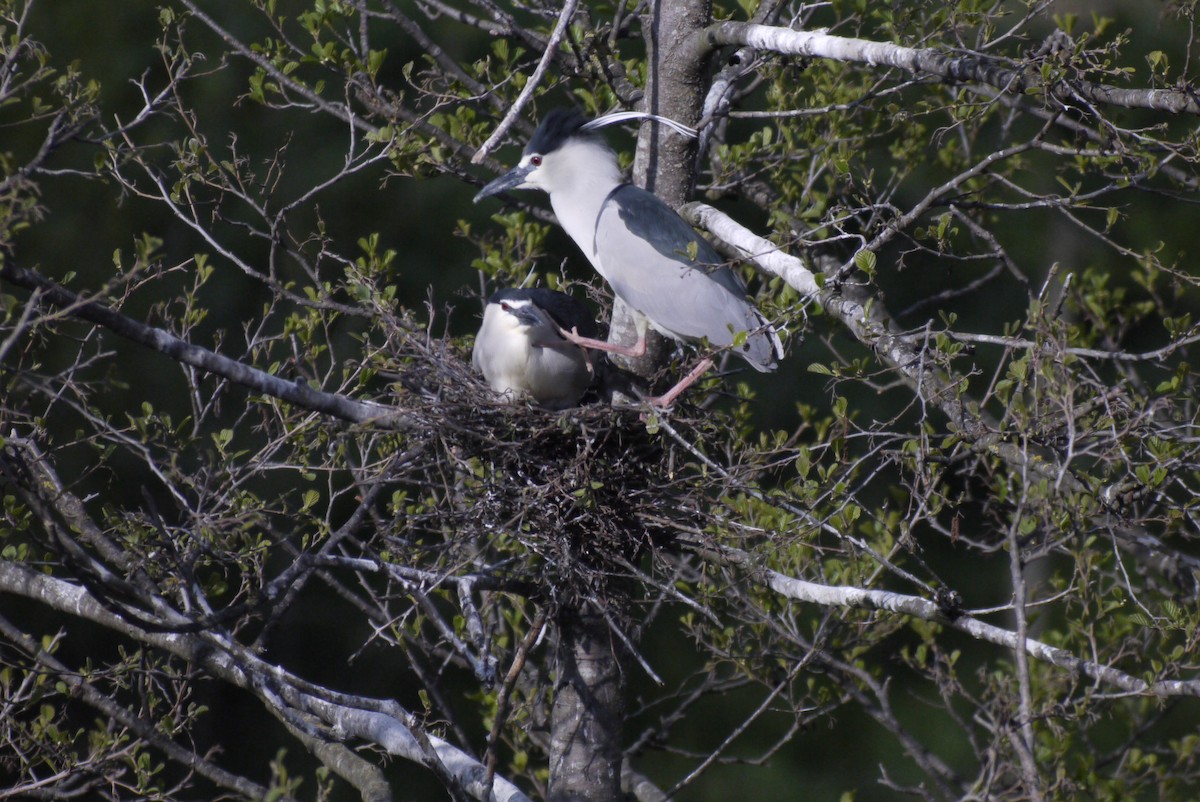 Martinete Común - ML645151257