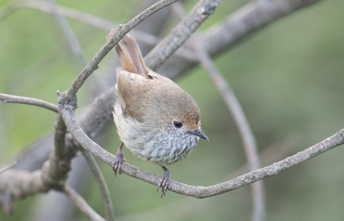 Acantiza Parda - ML645151258