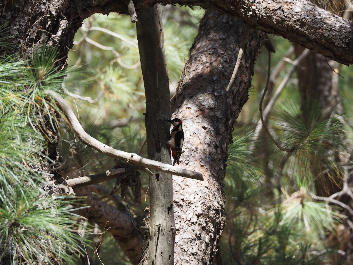 Pico Picapinos (Canario) - ML645151260