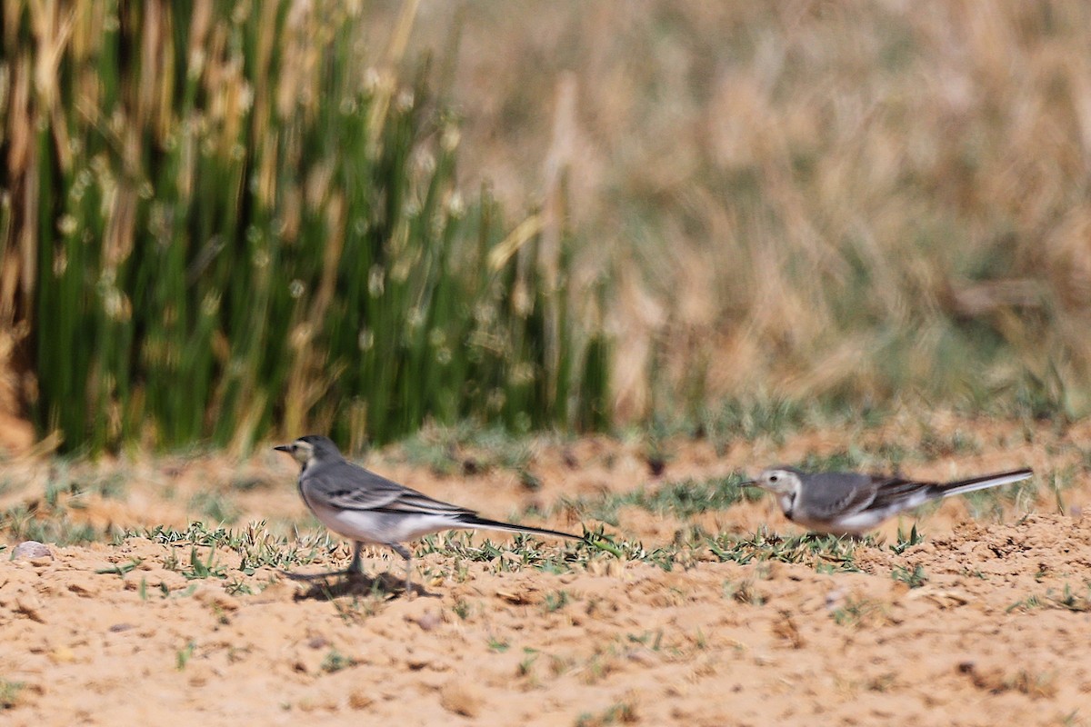 Lavandera Blanca - ML645151261