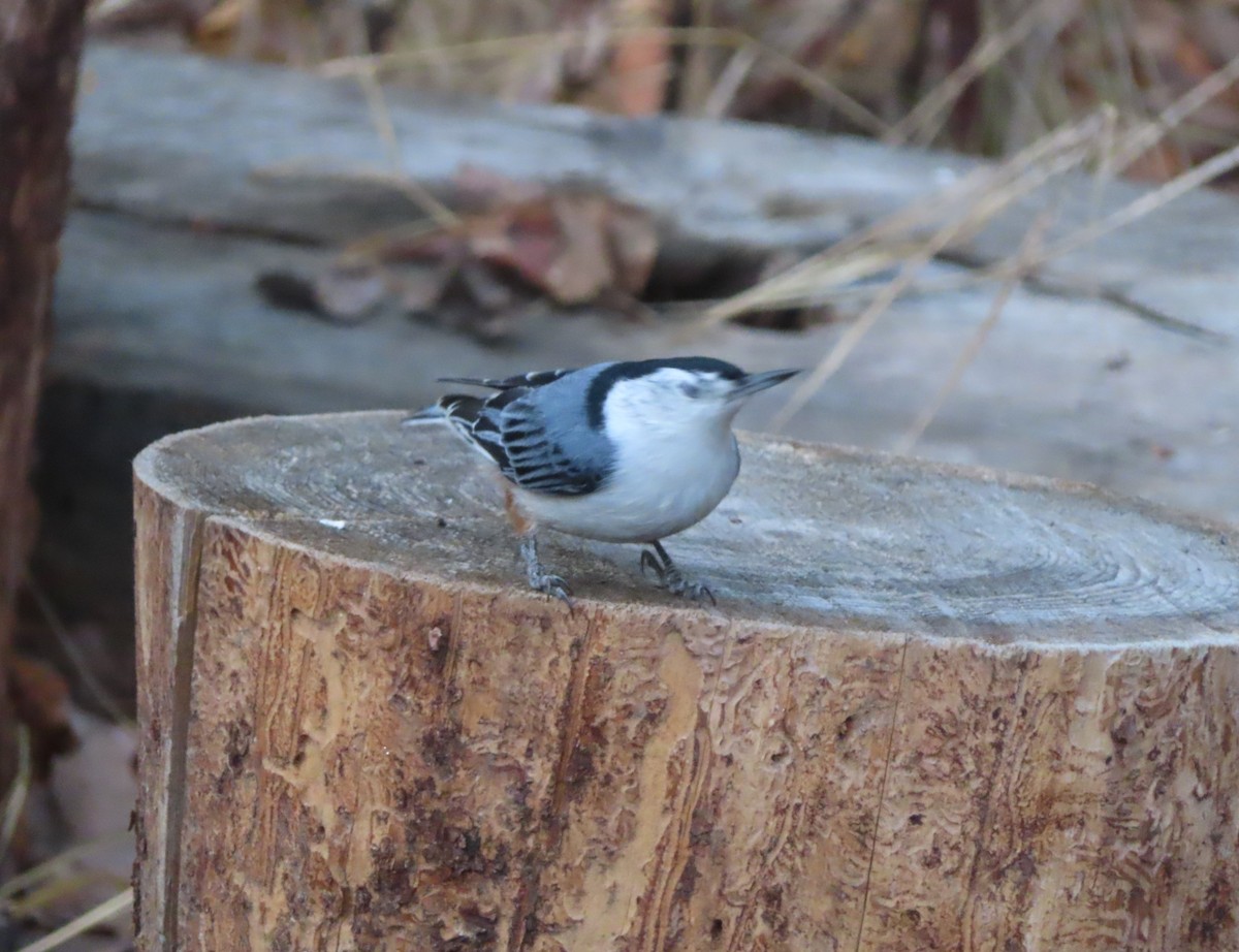Trepador Pechiblanco - ML645151263