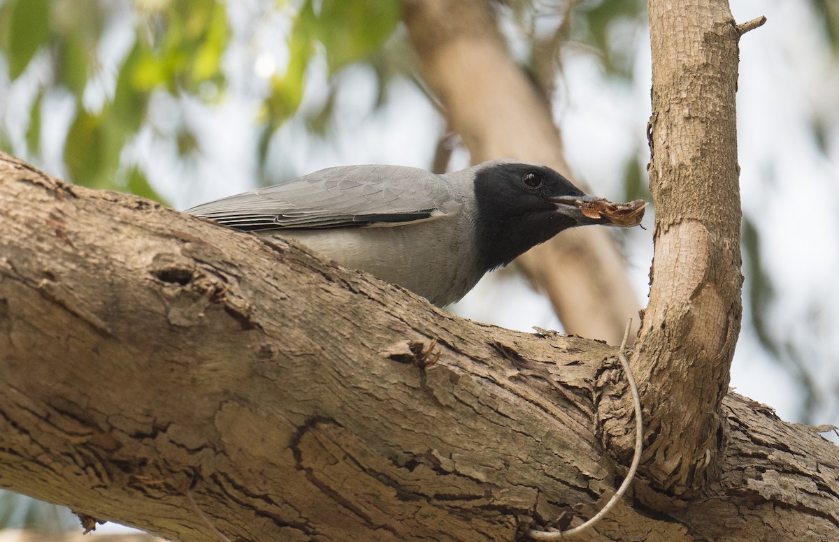 Oruguero Carinegro - ML645151264