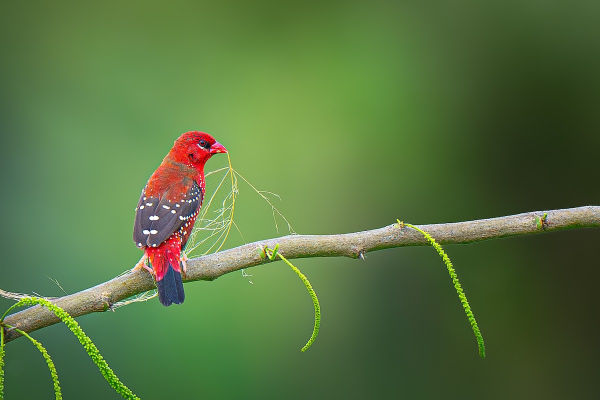 Bengalí Rojo - ML645151265