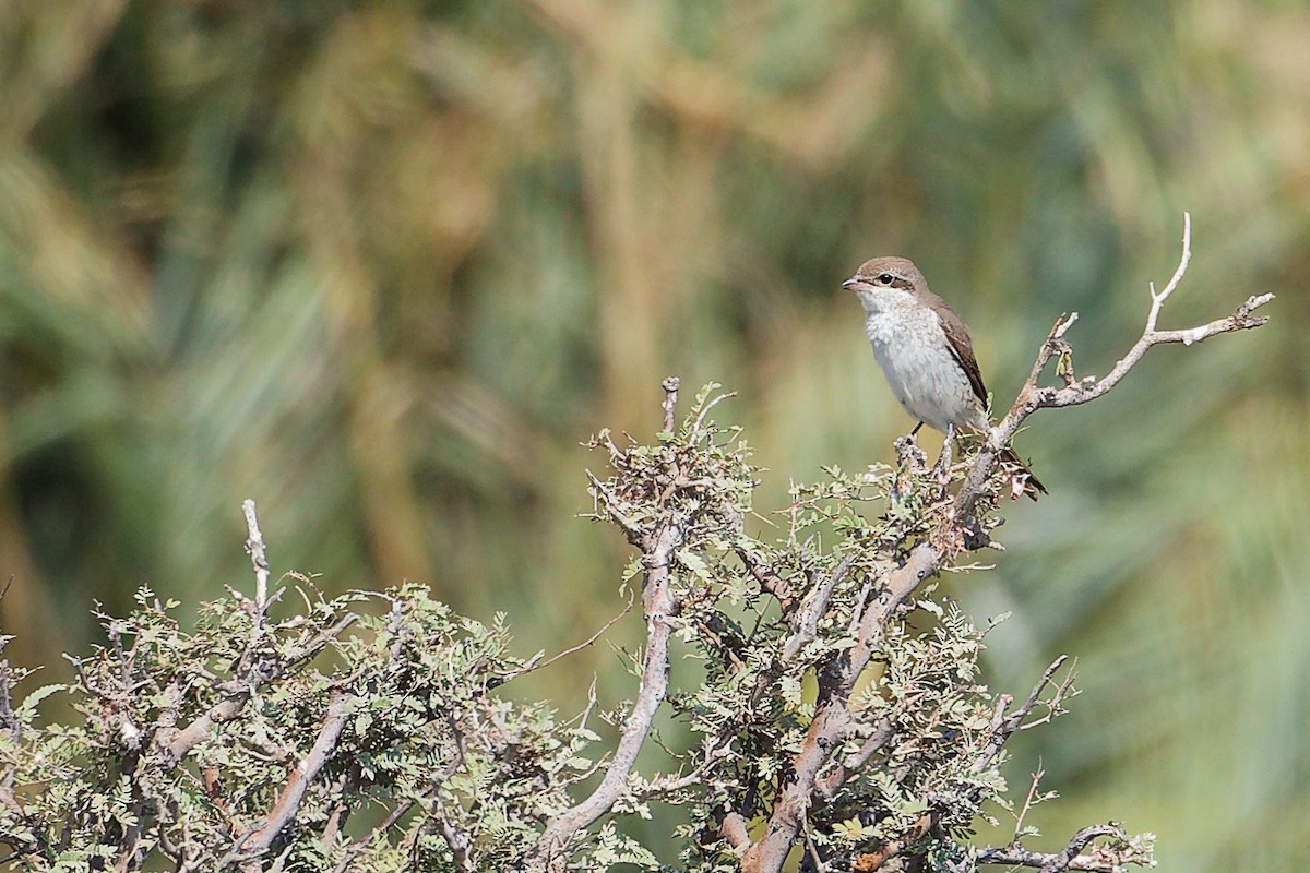 Alcaudón Colirrojo - ML645151266