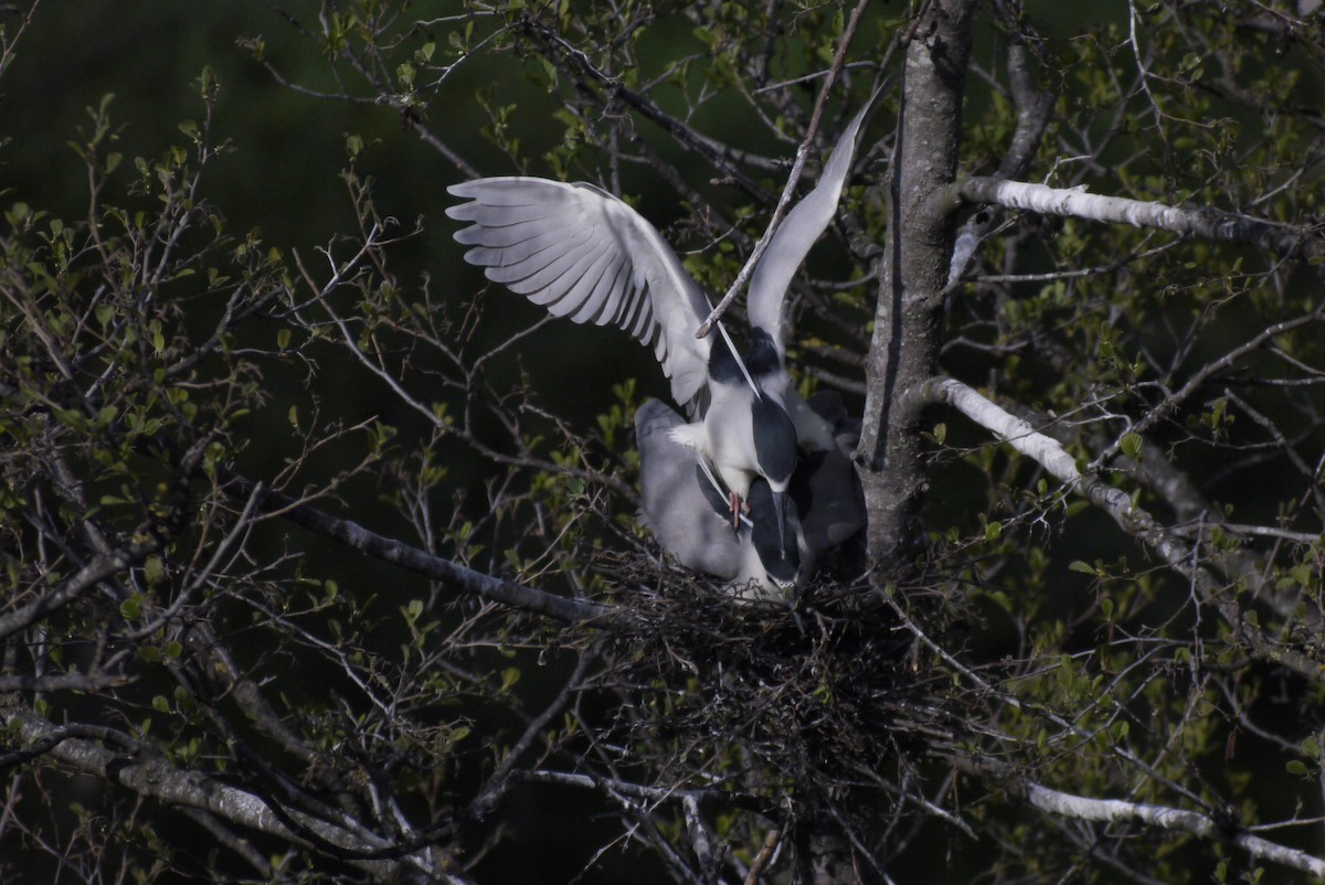 Martinete Común - ML645151267